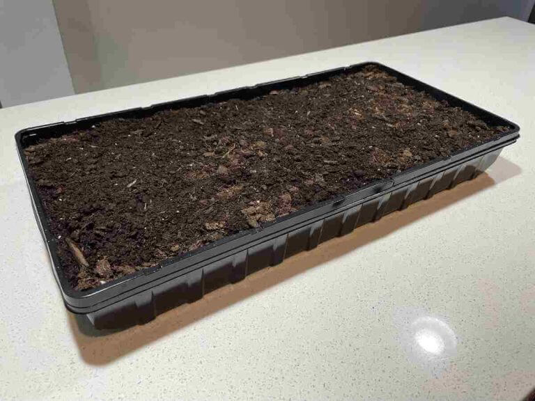 microgreens tray filled with soil