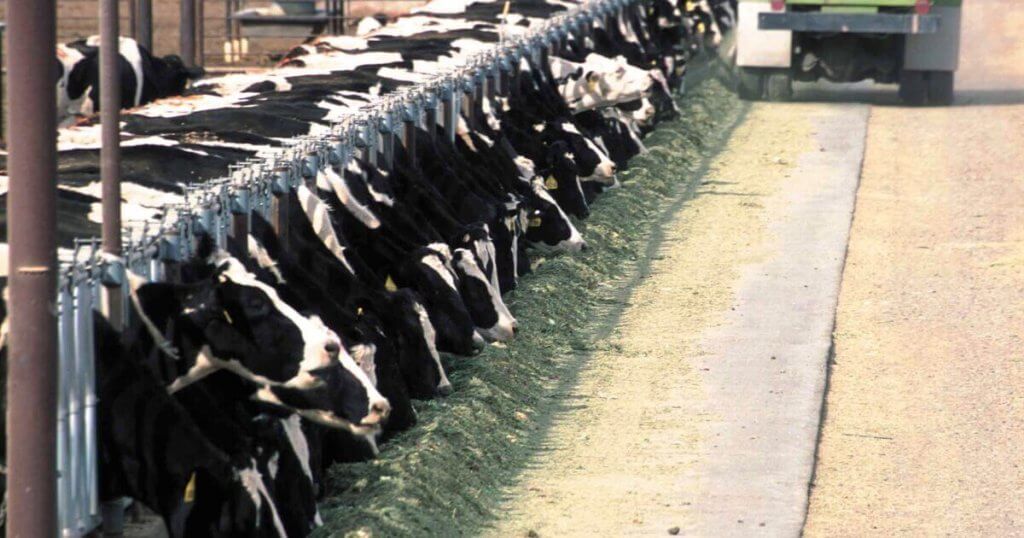 Grain-fed feed lot cows